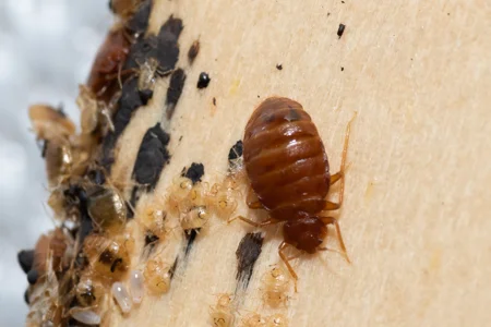 bed bugs on mattress