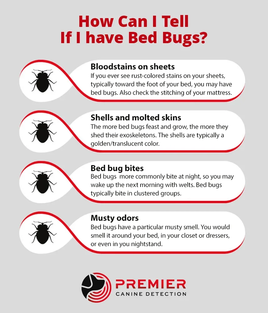 Bed Bug graphic