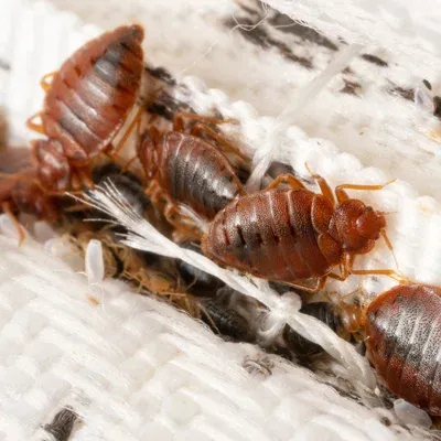 bed bugs on a mattress