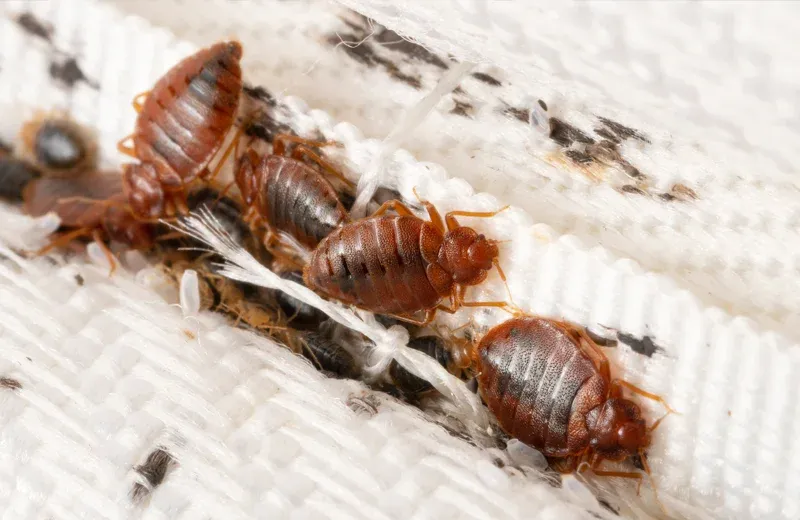 bed bugs on a mattress