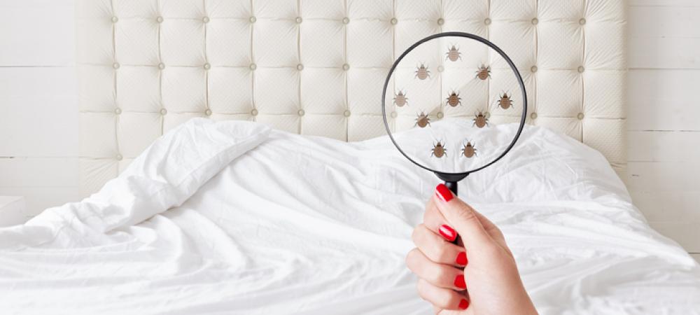 finding-bed-bugs