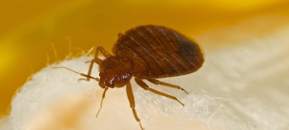 Bed Bugs